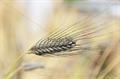 hulled wheat ، farro 